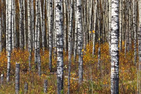 Aspen forest Stock Photos