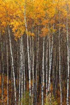 Aspen forest Stock Photos