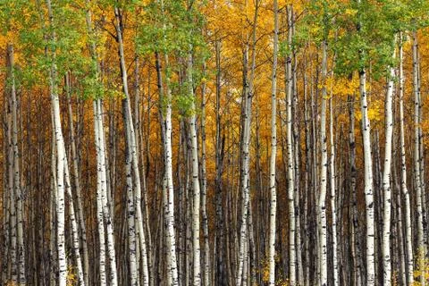 Aspen forest Stock Photos