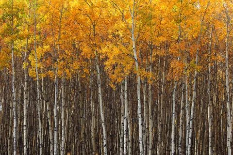 Aspen forest Stock Photos