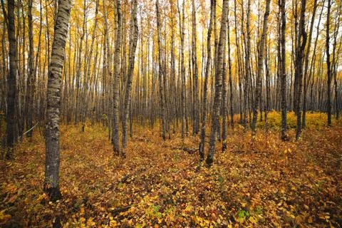 Aspen forest Stock Photos