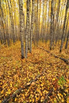 Aspen forest Stock Photos