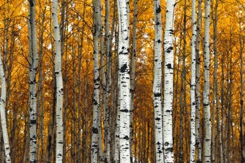 Aspen forest Stock Photos