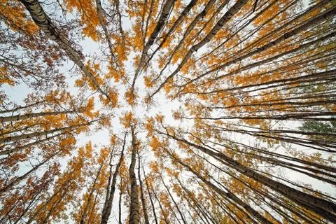 Aspen forest Stock Photos
