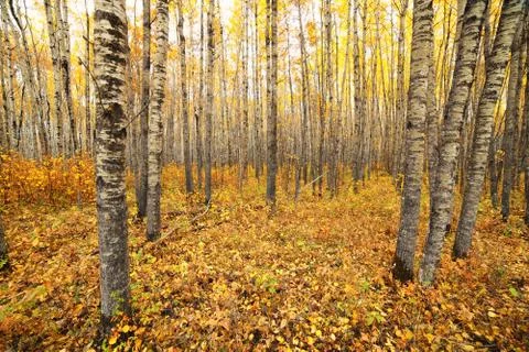 Aspen forest Stock Photos