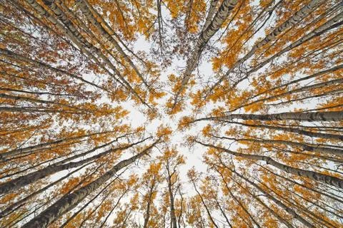 Aspen forest Stock Photos