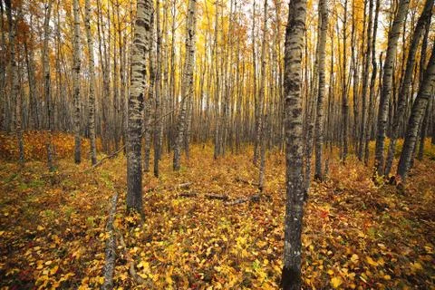 Aspen forest Foto stock