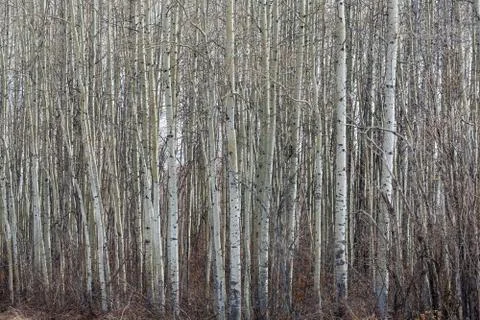 Aspen forest Stock Photos