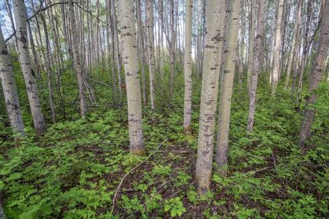 Aspen forest Stock Photos