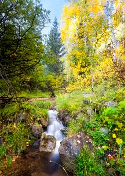 Aspen Forest Stream Foto stock