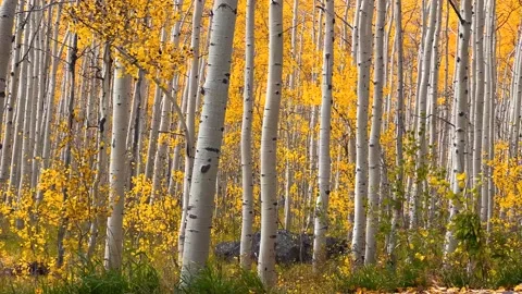 Aspen forest under wind during autumn time Stock Footage 163368073