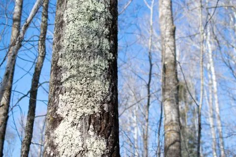 Aspen Forest in Winter Stock Photos