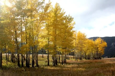 Aspen Grove in the Fall Foto stock