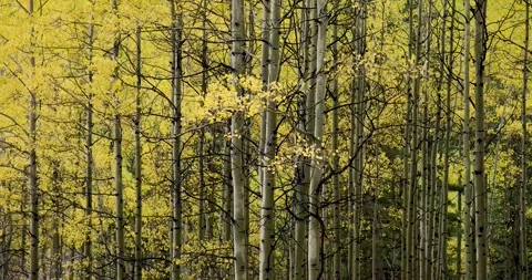 Aspen Grove. Stock Footage 328477158
