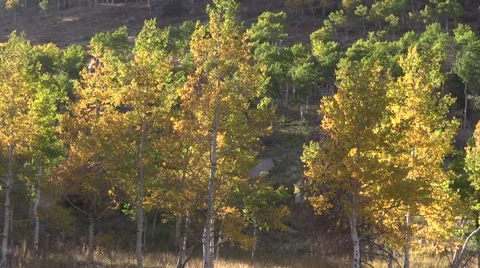 Aspen Grove Landscape in Fall Vídeos de archivo 42062740