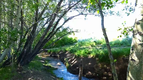 Aspen Grove with Meadow Stream Video stock 39646755