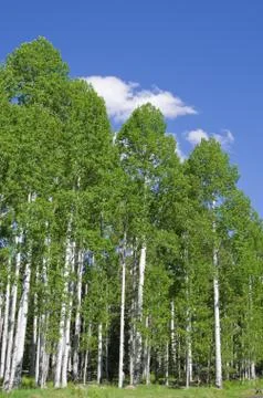 Aspen grove Stock Photos