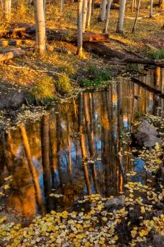 Aspen Grove Reflected Stock Photos
