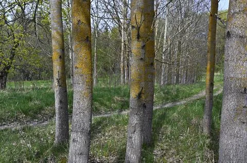 Aspen grove in spring Stock Photos