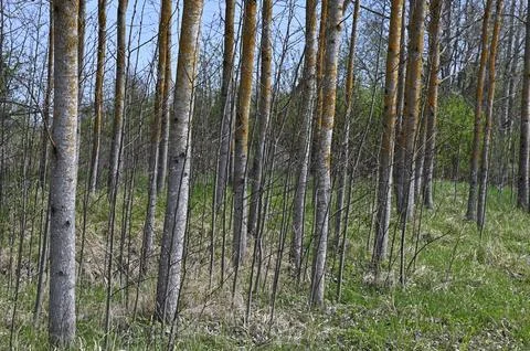 Aspen grove in spring Stock Photos