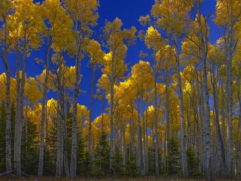 ASPEN HIGHLIGHTS Stock Photos