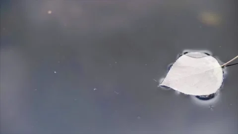 Aspen leaf floats along the river stream, close up. Stock Footage 159722601