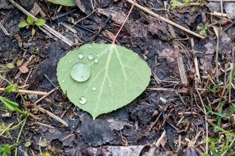 Aspen leaf on the forest floor Stock Photos
