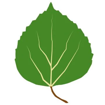 Aspen leaf icon on white backround. green leaf of Aspen. flat style. Stock Illustration