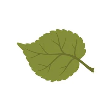 Aspen leaf isolate green birch tree plant leafage Illustrazione stock