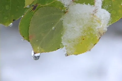 Aspen leaf melting snow Stock Footage 266469