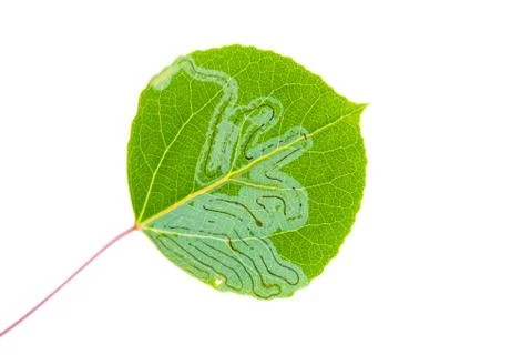 Aspen leaf miner Stock Photos