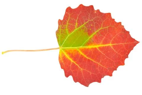 Aspen leaf Stock Photos