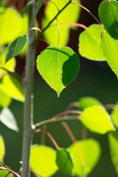 Aspen Leaf with Shadow Stock Photos