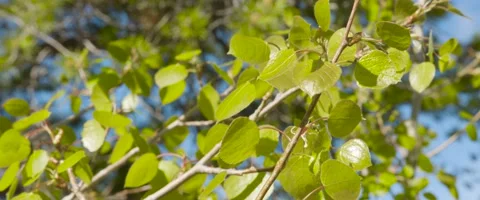 Aspen leaves blowing in the wind Stock Footage 163555725