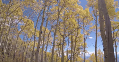 Aspen leaves falling Stock Footage 68535094