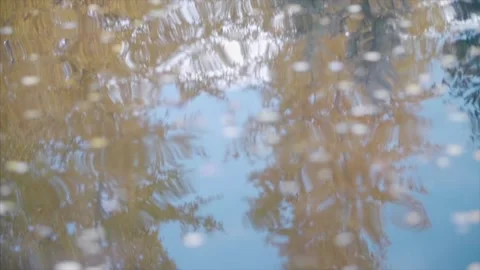 Aspen Leaves float on the river surface, wide shot. Stock Footage 159722561