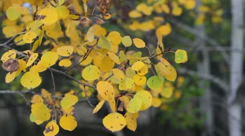 Aspen leaves Stock-Footage 12346265