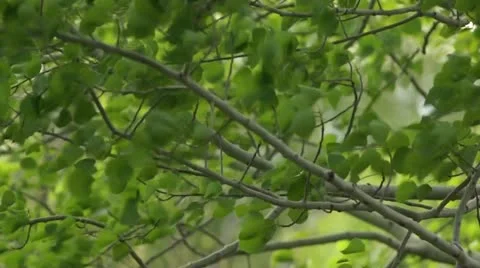 Aspen Leaves Stock Footage 17996278