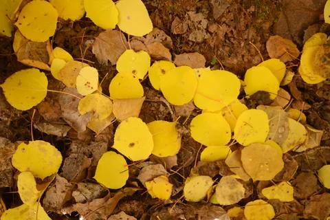 Aspen leaves Stock Photos