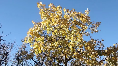 Aspen leaves quaking in the wind Stock Footage