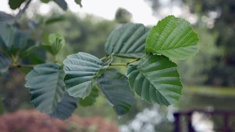 Aspen leaves in the wind Stock Footage 112952572
