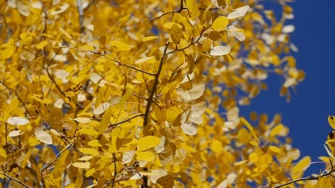 Aspen leaves in wind Video stock 122724811
