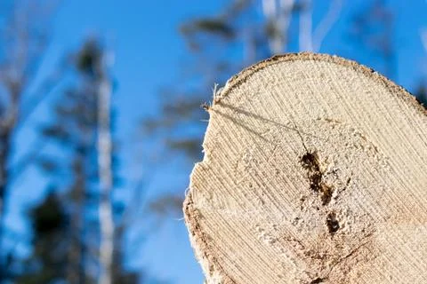 Aspen Log End Stock Photos