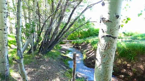 Aspen Meadow Stream Video stock 39646792