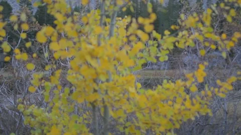 Aspen In nature 動画素材 57377368