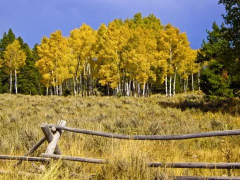 Aspen Stock Photos