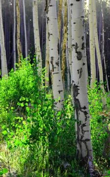 Aspen Stock Photos