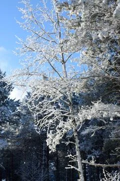 	Aspen (Populus tremuloides) and Pine (Pinus resinosa) Forest in Winter Stock Photos
