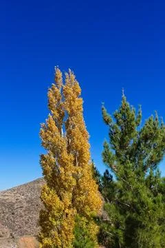An Aspen, Populus tremuloides, and pine tree in the fall. Jerome, Arizona. Stock Photos