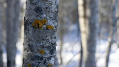 Aspen (Populus tremuloides) in Winter Stock Photos